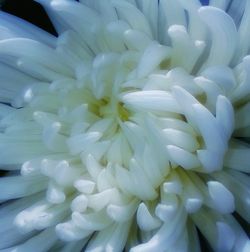 Close-up of white flower