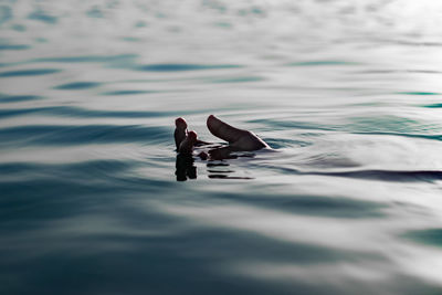 View of a duck swimming in sea