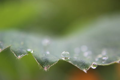 Close-up of water drops on leaf