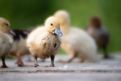 Close-up of a bird against blurred background