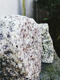 Close-up of lichen on rock