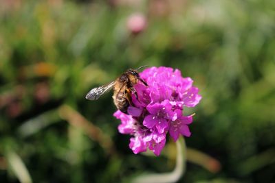 Close-up of honeybee on pink flowers