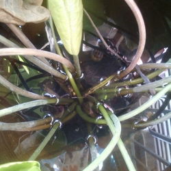 High angle view of crab in water