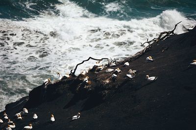 High angle view of seagulls on beach