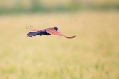 Side view of a bird flying