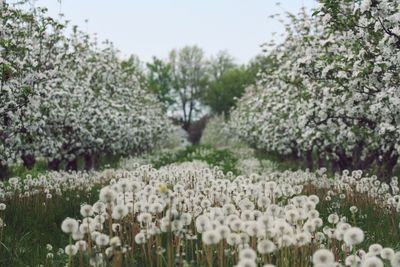 Scenic view of dandelion seeds amidst plants in orchard