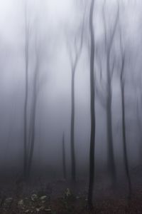 Trees in foggy weather