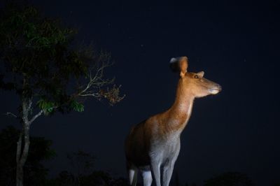 Low angle view of tree at night