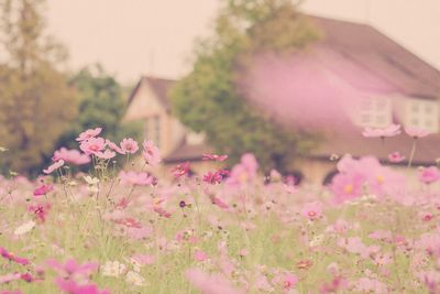 Pink flowers blooming in park