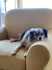 Dog resting on sofa at home