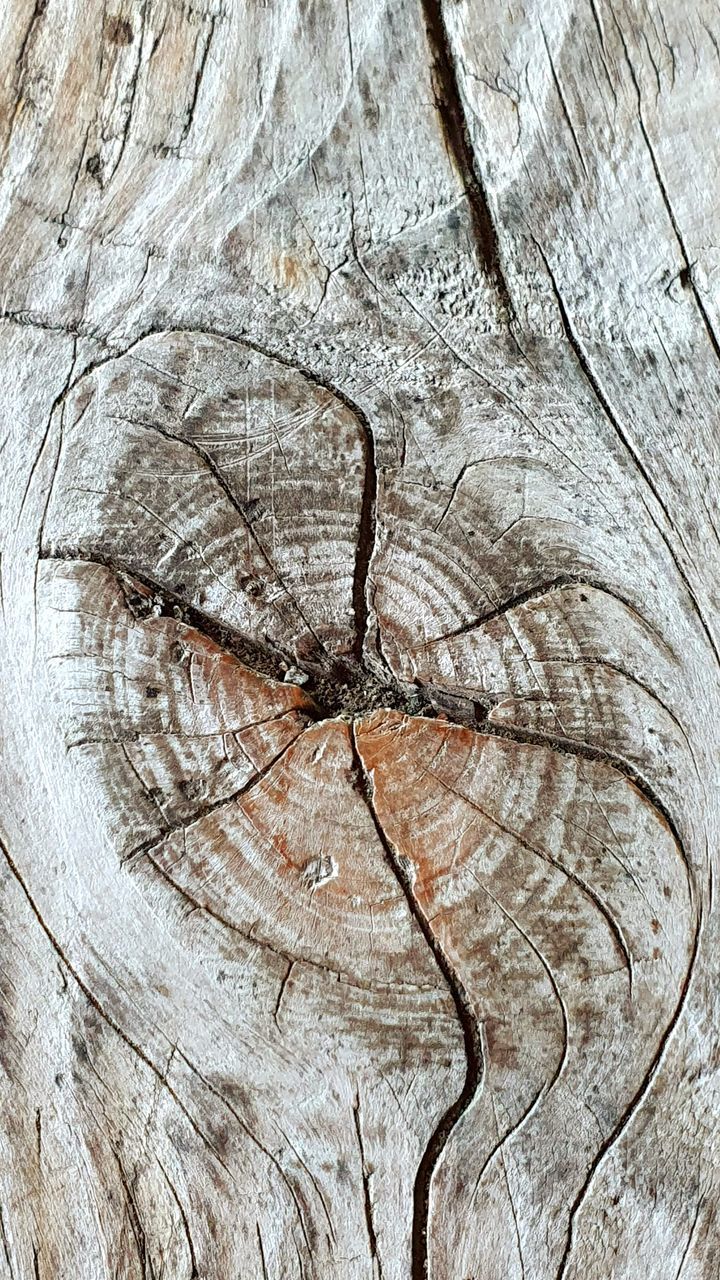 CLOSE-UP OF TREE TRUNK