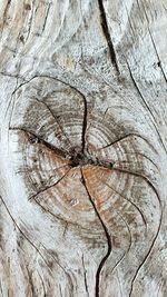 Full frame shot of tree trunk