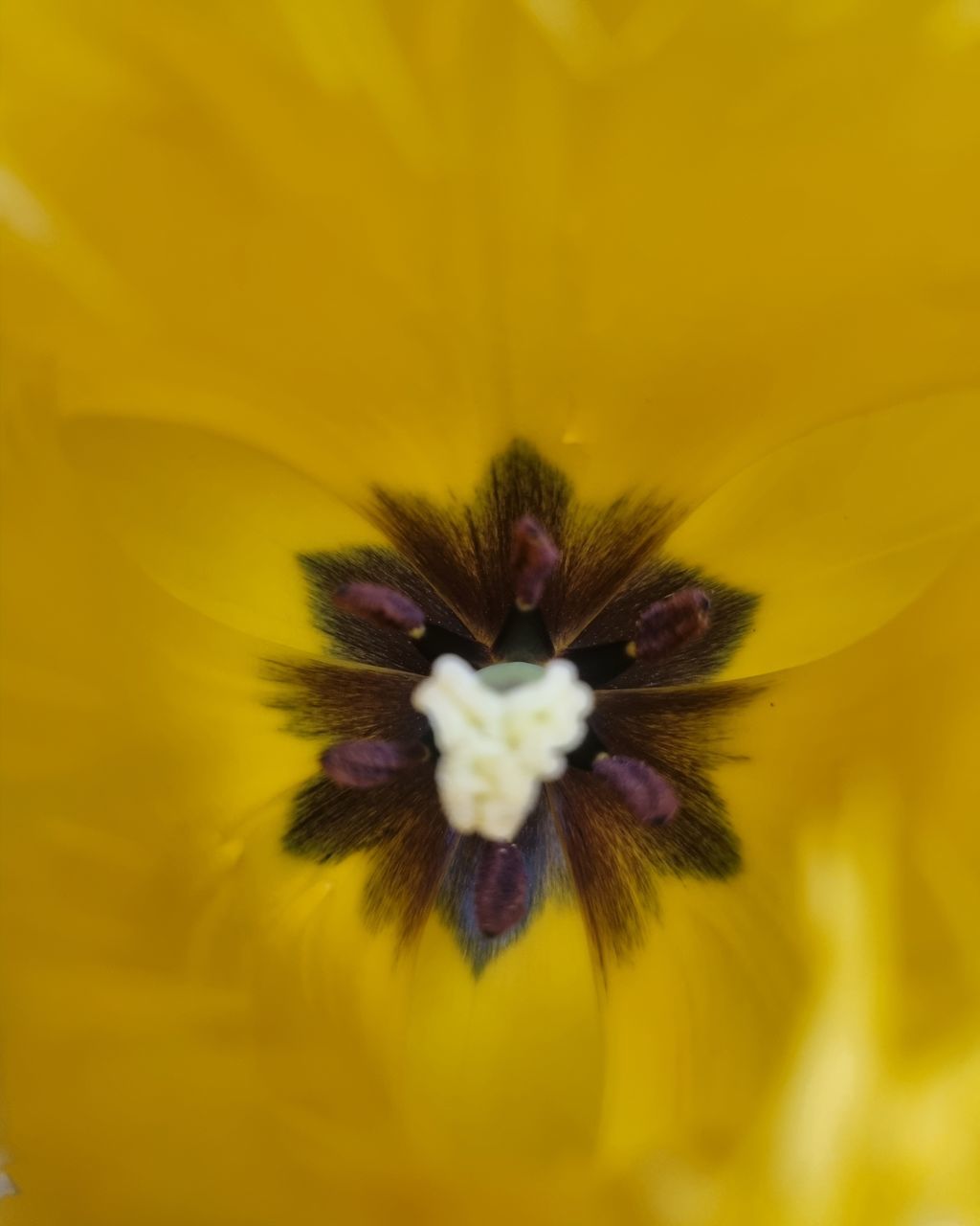 flower, flowering plant, freshness, yellow, beauty in nature, plant, fragility, close-up, flower head, petal, inflorescence, macro photography, growth, nature, no people, pollen, selective focus, macro, backgrounds, botany, extreme close-up, outdoors, springtime, blossom