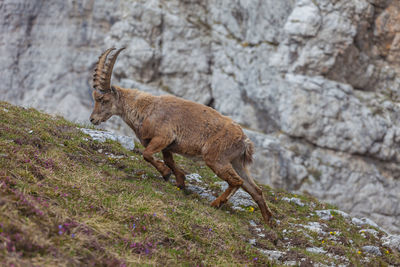 Ibex walking on a meadow with rock wall background, dolomites, italy