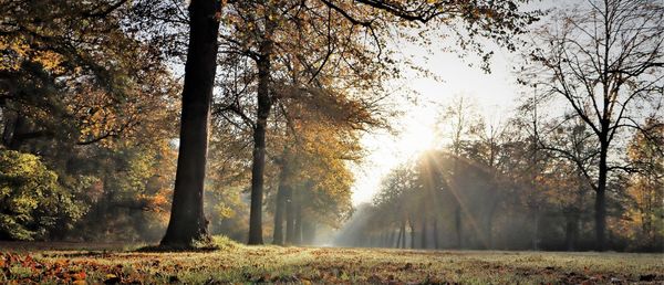 Sunlight streaming through trees in forest during autumn