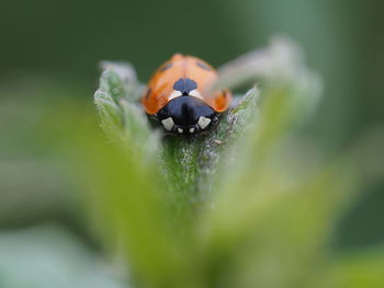 Close-up of ladybug on leaf