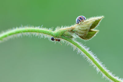 Close-up of plant