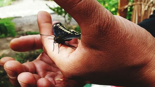 Cropped hand holding butterfly