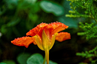 Close-up of orange rose flower