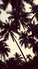 Low angle view of silhouette coconut palm trees against sky