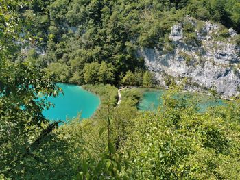 Scenic view of lake amidst trees in forest