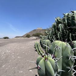 succulent plant