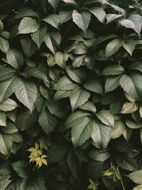 Full frame shot of leaves