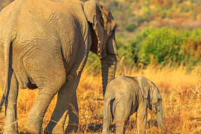 View of elephant on field