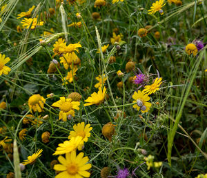 flowering plant