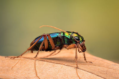 Close-up of insect