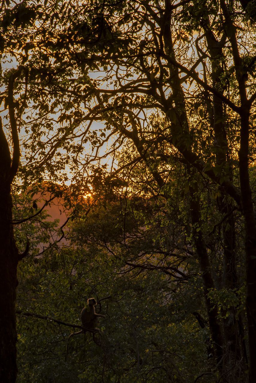 VIEW OF A TREE