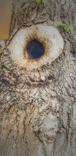 Close-up of hole on tree trunk