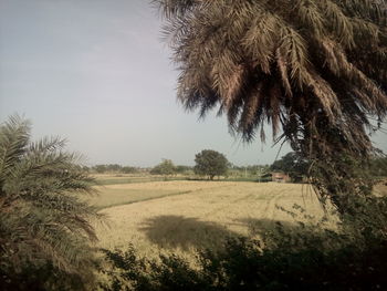 Trees on field against sky