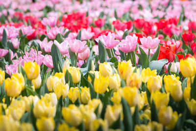 Close-up of pink tulips on field