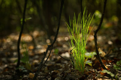 Close-up of fresh grass in field