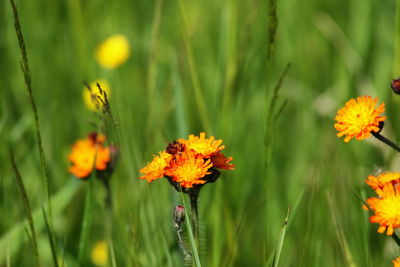 Close-up of orange flowering plant on field