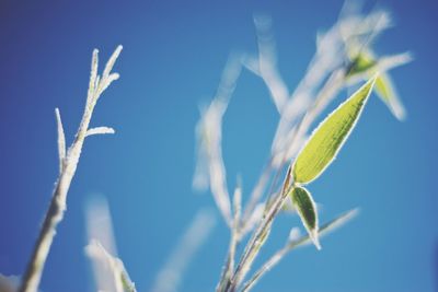 Close-up low angle view of plant against blue sky