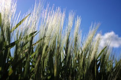 Low angle view of wheat field against clear sky