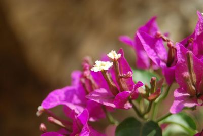 Close-up of pink flower