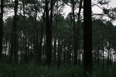 Trees growing in forest