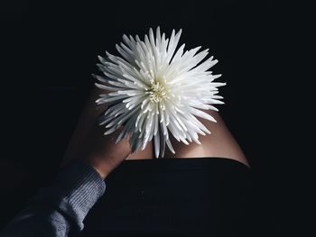 Close-up of hand holding dandelion