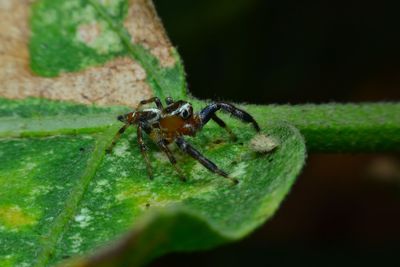 Close-up of insect on leaf