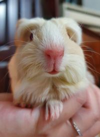 Close-up of hand holding guinea pig 