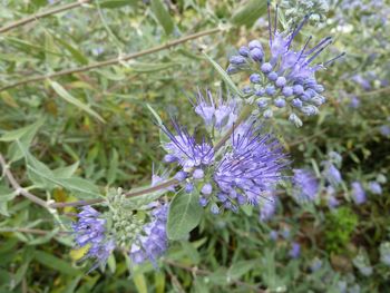 Close-up of purple flowers