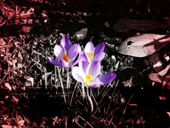 Close-up of purple flowers blooming outdoors