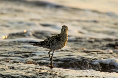 Close-up of seagull on beach