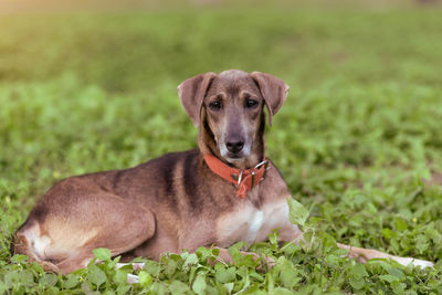 Portrait of a dog on field