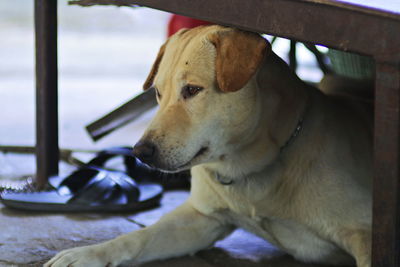 Close-up of dog looking away