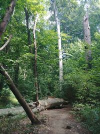 Trees in forest