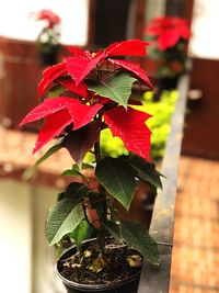 Close-up of potted plant